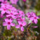 Vlambloem - Phlox subulata 'Moerheimii'