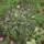 Longkruid - Pulmonaria longifolia 'Diana Clare'