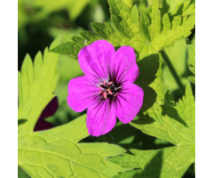 Ooievaarsbek - Geranium 'Ann Folkard'