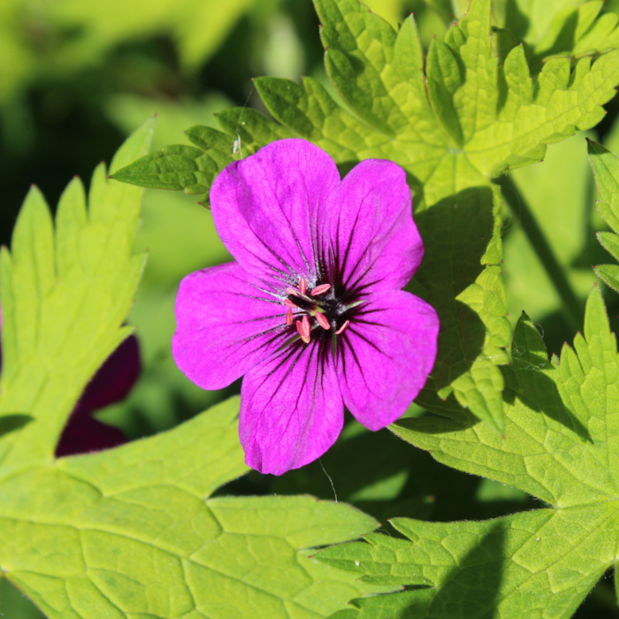 Ooievaarsbek - Geranium 'Ann Folkard'