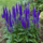 Ereprijs - Veronica spicata 'Ulster Dwarf Blue'