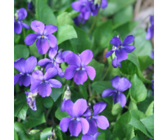 Maarts viooltje - Viola odorata
