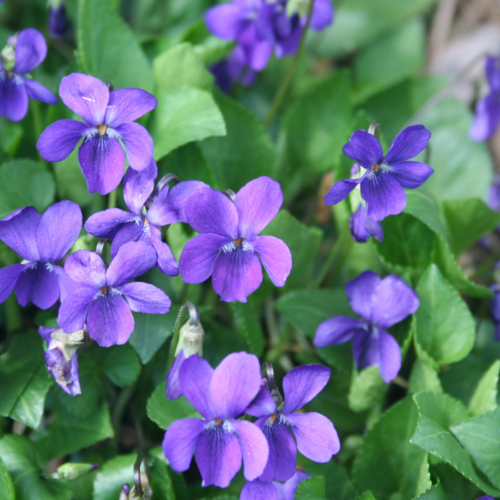 Maarts viooltje - Viola odorata