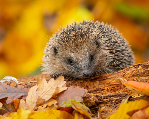 #10 gouden tips voor meer dieren in de tuin