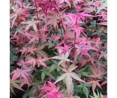 Japanse esdoorn - Acer palmatum 'Beni-maiko'