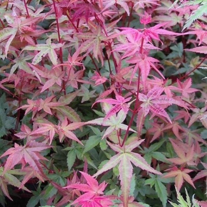 Japanse esdoorn - Acer palmatum 'Beni-maiko'