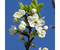 Gewone vogelkers - Prunus padus (beveerd)