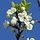 Gewone vogelkers - Prunus padus (kale wortel) PRE-ORDER