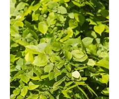 Ulmus laevis - Fladderiep (boom)