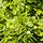 Ulmus laevis - Fladderiep (kale wortel) PRE-ORDER