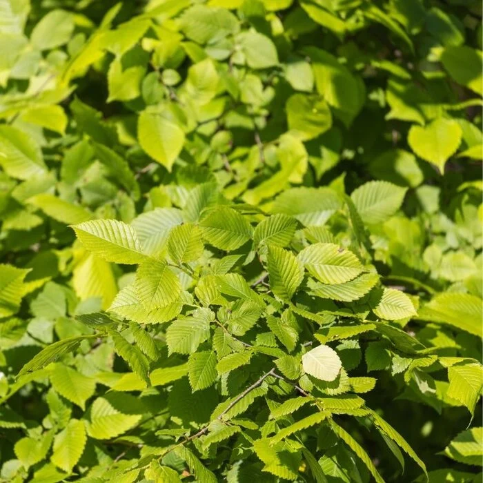 Ulmus laevis - Fladderiep (kale wortel)