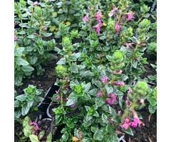 Teucrium fruticans 'Azureum' - Gamander