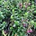 Gamander - Teucrium fruticans 'Azureum'