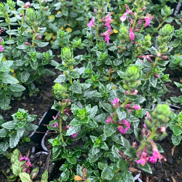 Gamander - Teucrium fruticans 'Azureum'