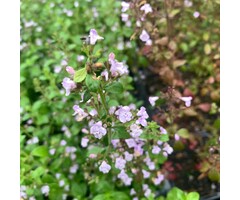 Steentijm - Calaminta nepeta marvelette blue
