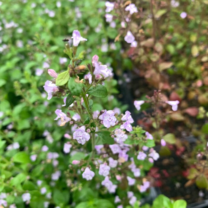 Steentijm - Calaminta nepeta marvelette blue