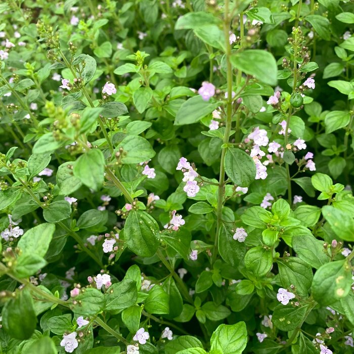 Steentijm - Calaminta nepeta marvelette blue