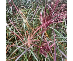 Prachtriet - Miscanthus sinensis Rotsilber