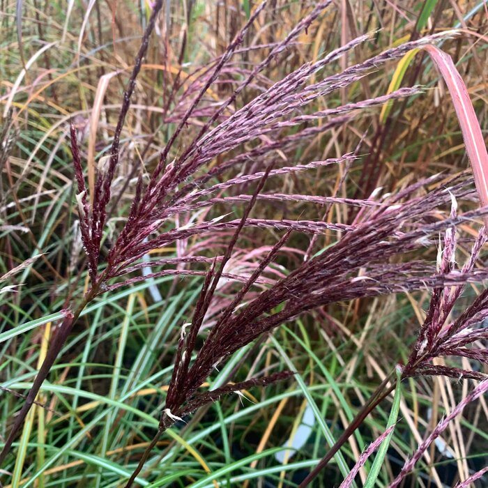 Prachtriet - Miscanthus sinensis Rotfeder