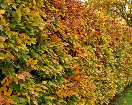 Welke haag past het beste bij jouw tuin?