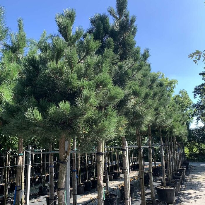 Bergden boomvorm - Pinus nigra nigra