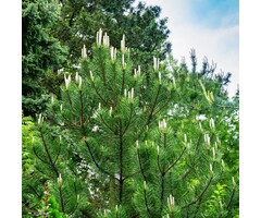 Bergden boomvorm - Pinus nigra nigra