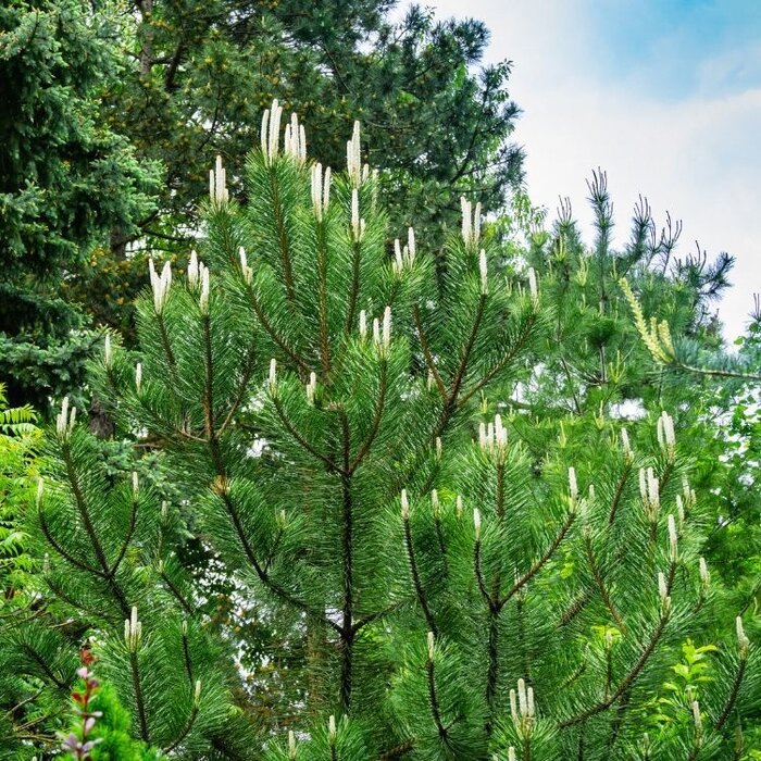 Bergden boomvorm - Pinus sylvestris