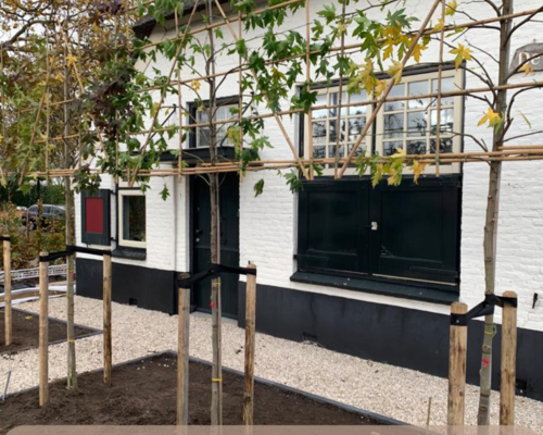 Tips voor het kiezen en planten van een leiboom