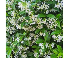 Toscaanse jasmijn ACTIE- Trachelospermum jasminoides