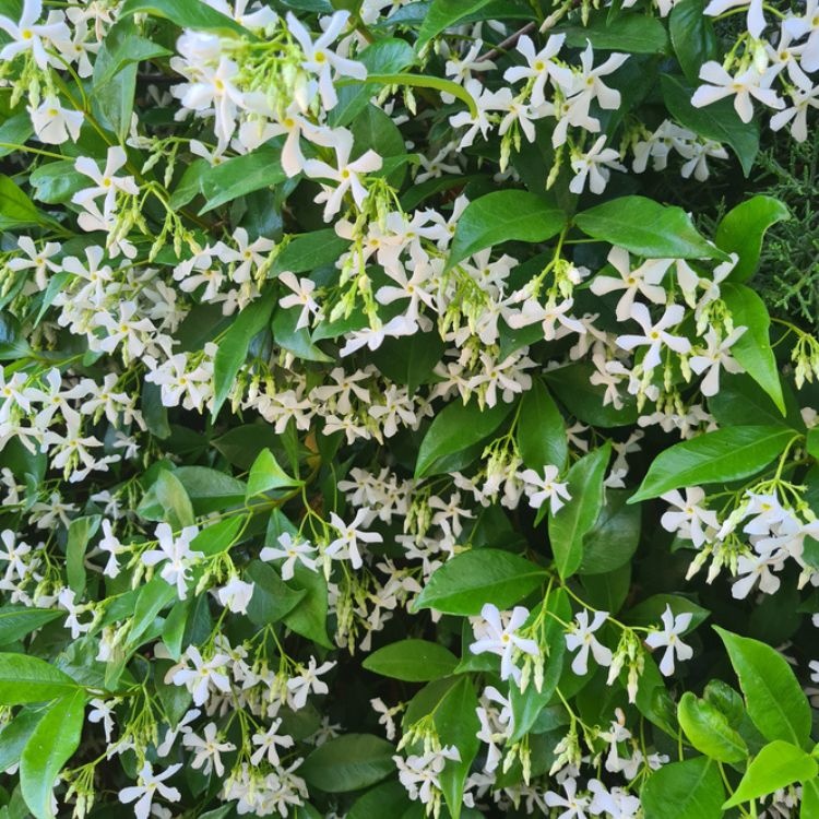 Toscaanse jasmijn ACTIE - Trachelospermum jasminoides