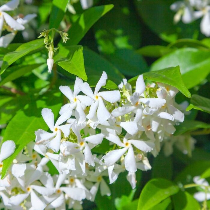 Toscaanse jasmijn ACTIE - Trachelospermum jasminoides