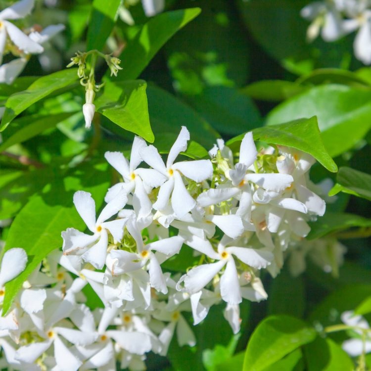 Toscaanse jasmijn ACTIE - Trachelospermum jasminoides