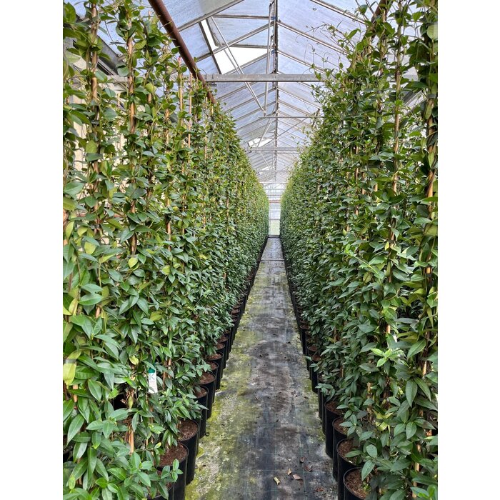 Toscaanse jasmijn ACTIE - Trachelospermum jasminoides