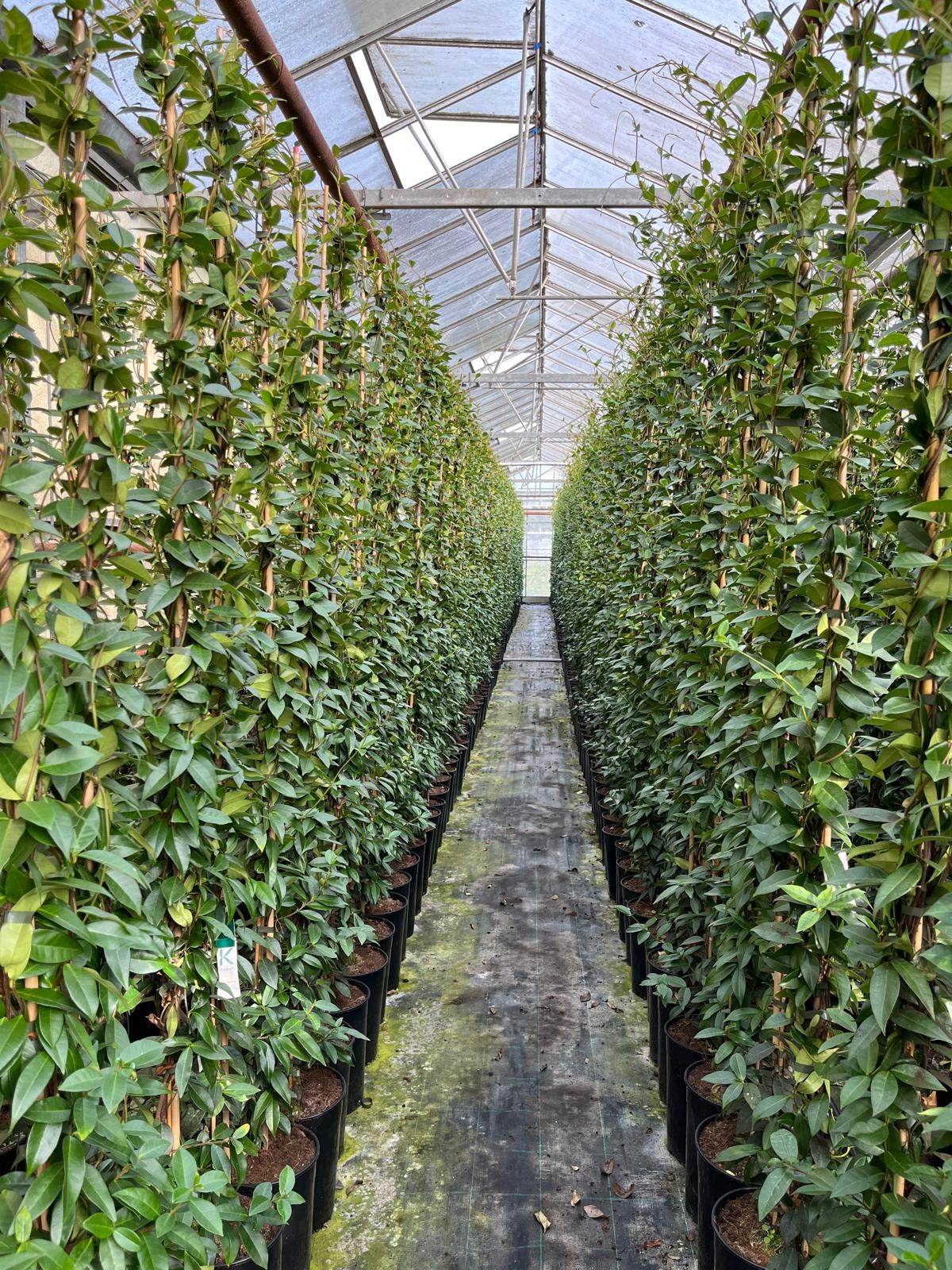 Toscaanse jasmijn ACTIE - Trachelospermum jasminoides