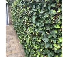 Klimop ACTIE minimale afname 25 stuks - Hedera hibernica