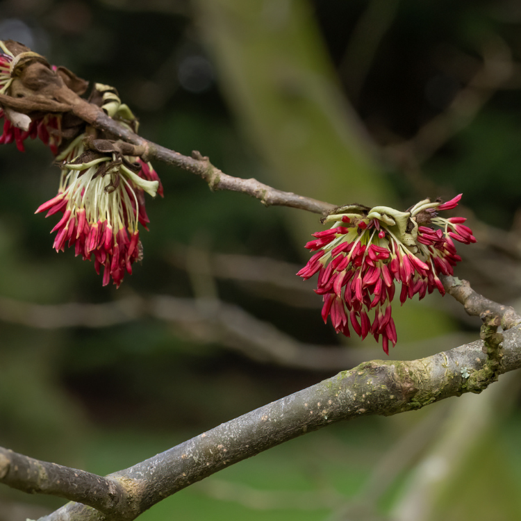 IJzerhout Struik - Parrotia persica