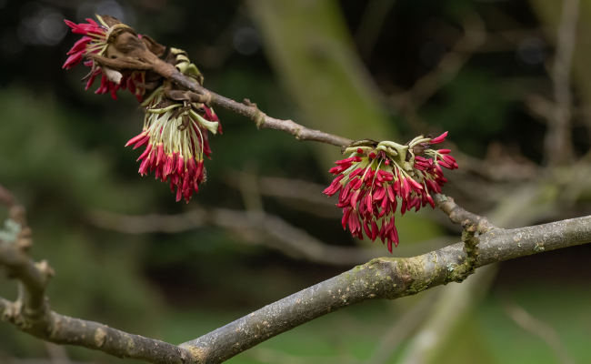 Parrotia persica
