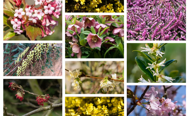 11x de mooiste winterbloeiers