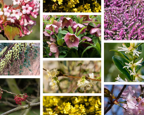 11x de mooiste winterbloeiers