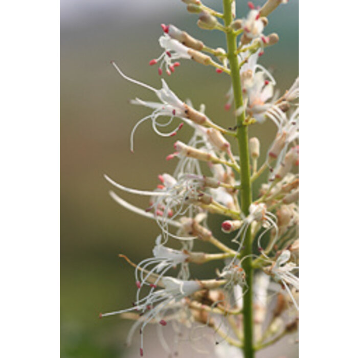 Aesculus parviflora  - Herfstpaardekastanje