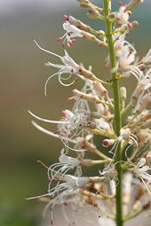 Aesculus parviflora  - Herfstpaardekastanje