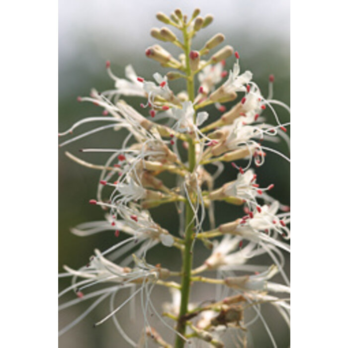 Aesculus parviflora  - Herfstpaardekastanje