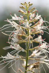 Aesculus parviflora  - Herfstpaardekastanje