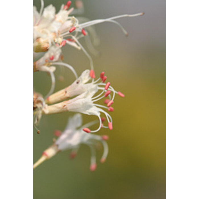 Aesculus parviflora  - Herfstpaardekastanje