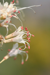 Aesculus parviflora  - Herfstpaardekastanje