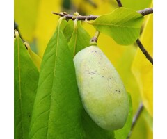 Pawpaw - Asimina triloba struikvorm