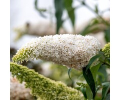 Vlinderstruik - Buddleja davidii 'Nano White'