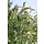 Vlinderstruik (Buddleja davidii 'Nano White')