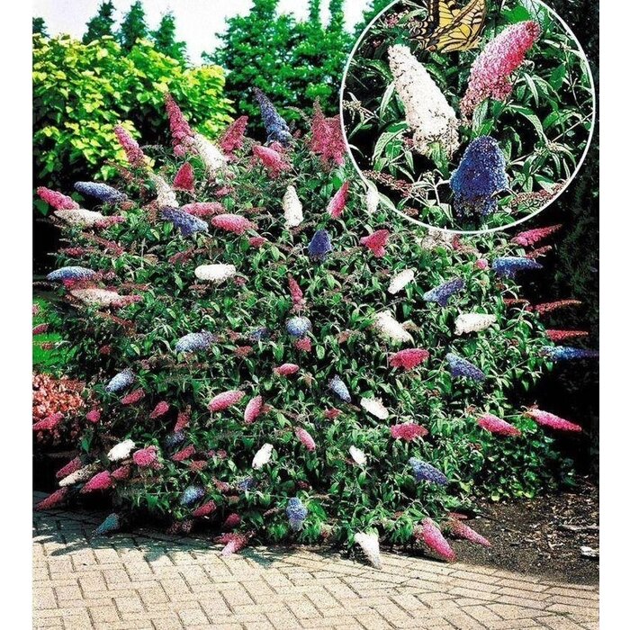 3 kleurige Vlinderstruik (Buddleja davidii ‘Tricolor’)