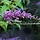 Vlinderstruik (Vlinderstruik - Buddleja lindleyana )